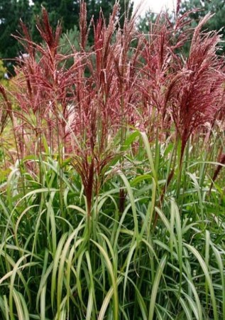 МІСКАНТУС  китайський Roter PfeilМІСКАНТУС  китайський Roter Pfeil